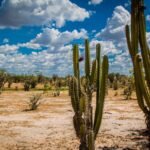 Do Sertão ao Supremo: O Que a Bahia Ensina Sobre Força, Fé e Justiça