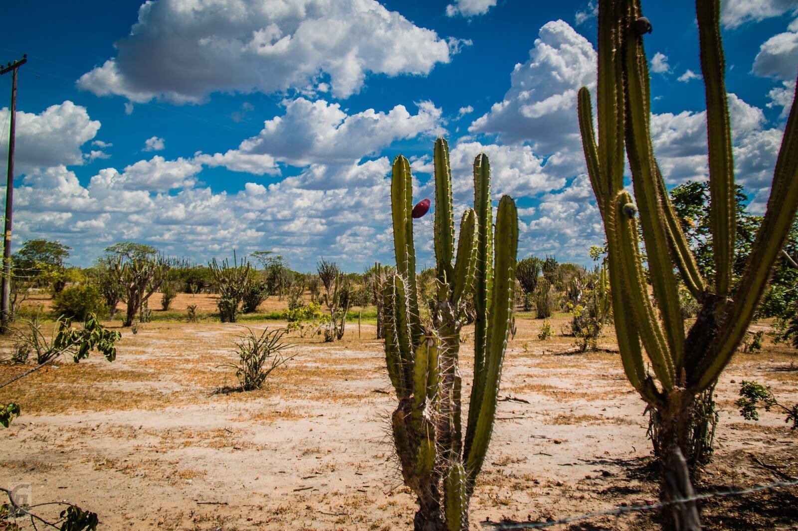 Do Sertão ao Supremo: O Que a Bahia Ensina Sobre Força, Fé e Justiça